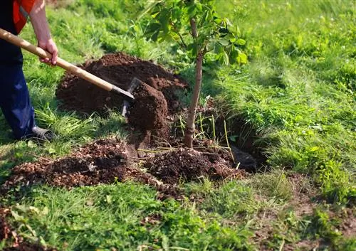 Plantarea castanilor: instrucțiuni pentru creșterea cu succes