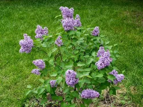 Transplanting lilacs: Thaum twg thiab yuav ua li cas thiaj zoo