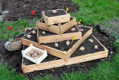 ¿Cómo construyo una pirámide de patatas eficaz en el jardín?