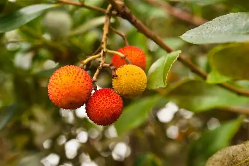 Aardbeienboomteelt