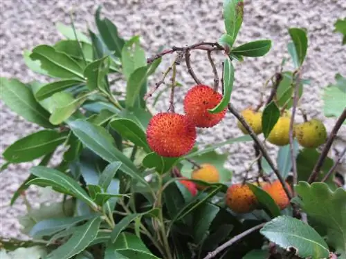 Aardbeienboom: zijn de vruchten eetbaar en gezond?