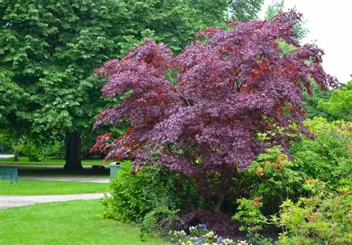 Cutting blood maple: When and how to do it correctly