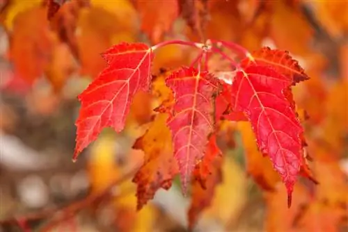 taglio dell'acero rosso