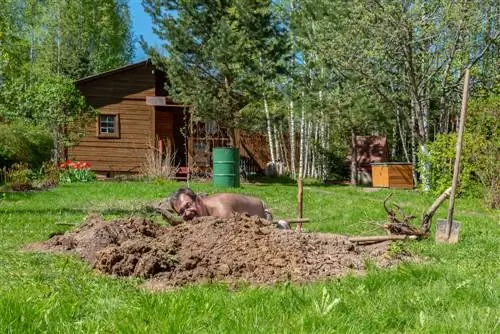 Премахване на издънки на люляк: Всички важни стъпки