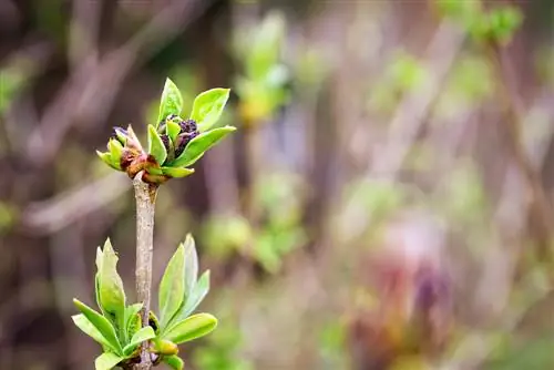 Verfyning van lila: Dit is hoe hulle in die tuin gepropageer kan word