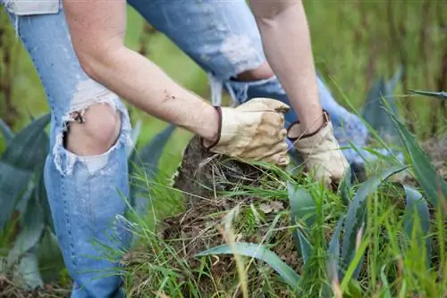 Seringenwortels: groei, verzorging en mogelijke problemen