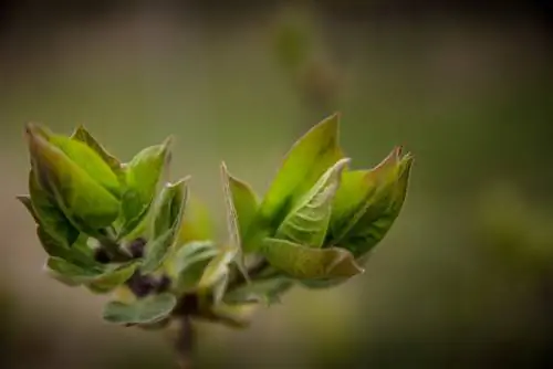 Propagar lilas: cómo hacer crecer las raíces con éxito