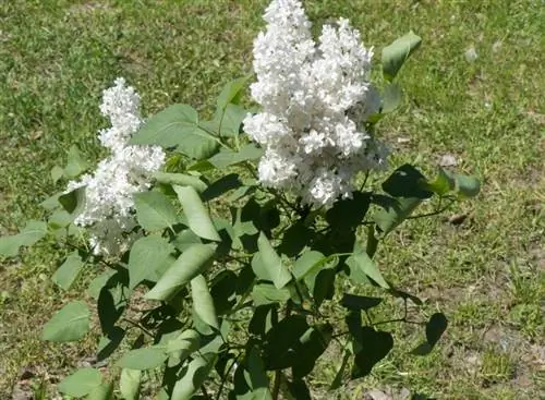 las lilas no crecen