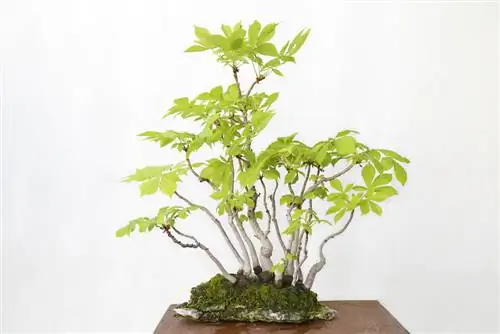 Growing chestnut bonsai: step by step to success