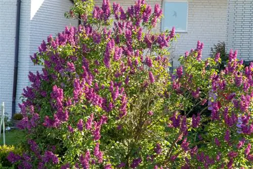 Lilacs in the garden: Why a root barrier is essential