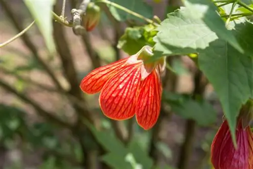 L'érable comme plante d'intérieur : localisation et entretien facilités