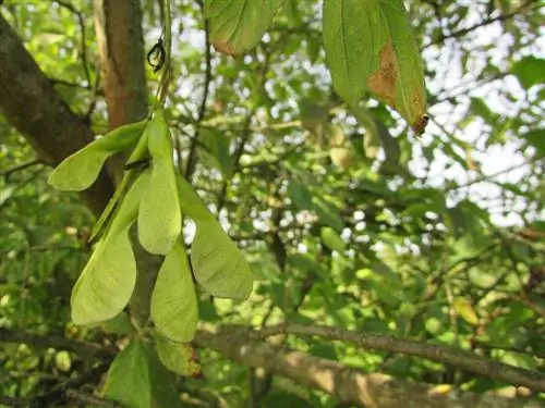 malattie dell'acero frassino