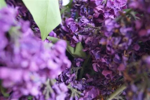 lilac-blossomed