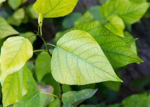 Perte des feuilles de lilas : causes courantes et comment y remédier