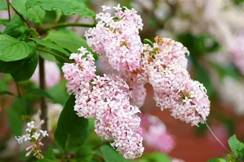 dwarf lilac-on-trunk