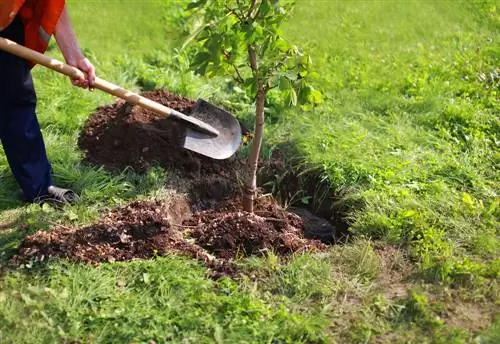 trapianto di castagne