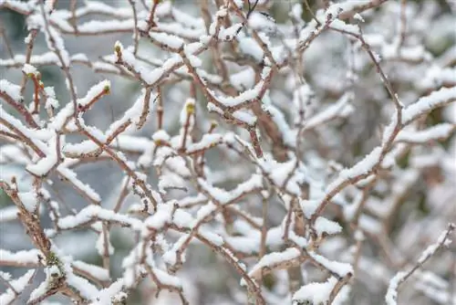 Lilakning chidamliligi: navlari, himoyasi va umumiy savollar