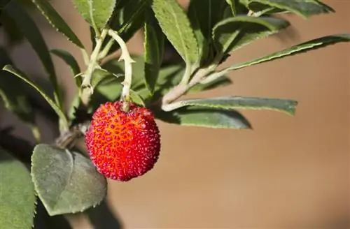 pemotongan pohon stroberi