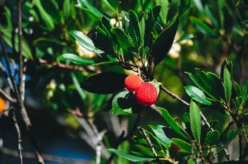 membiak pokok strawberi