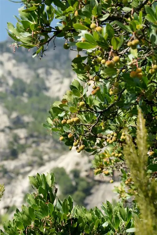 Arbre de maduixa resistent