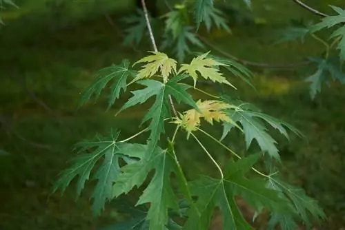 L'érable argenté au jardin : profil, entretien et utilisation