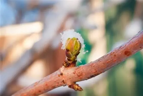 affinare le castagne