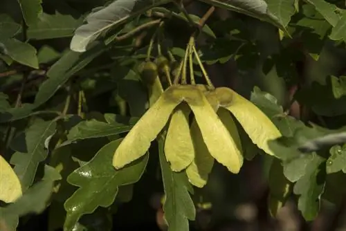 Taglio dell'acero alla cannella