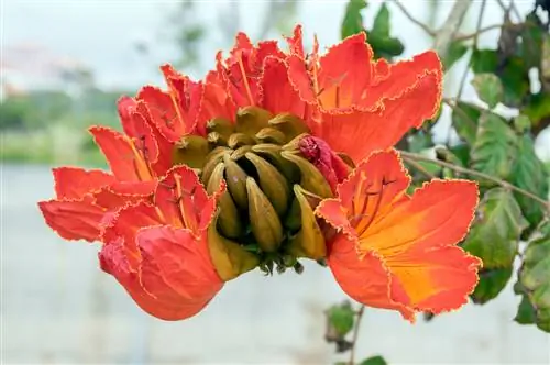 আফ্রিকান টিউলিপ গাছের যত্ন: স্বাস্থ্যকর বৃদ্ধির জন্য টিপস