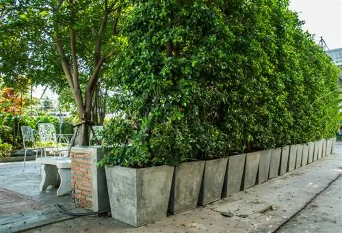 Flexible privacy screen with plants in a pot