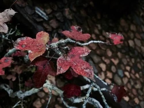 Overwintering maple: Paano protektahan ang mga batang puno