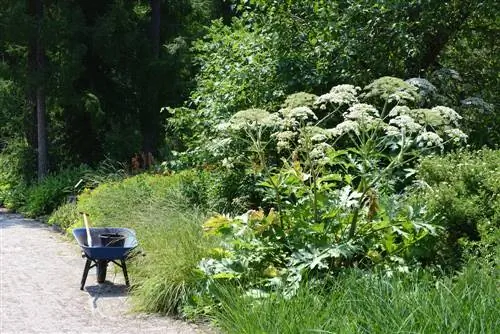 La berce du Caucase dans le jardin ? Enlèvement et destruction