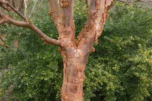 Quanto velocemente cresce un albero di acero cannella? Tassi di crescita e cura