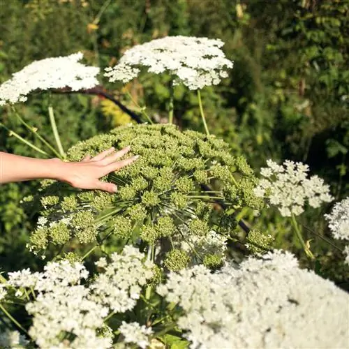 Recognizing hogweed: How to distinguish the poisonous plant