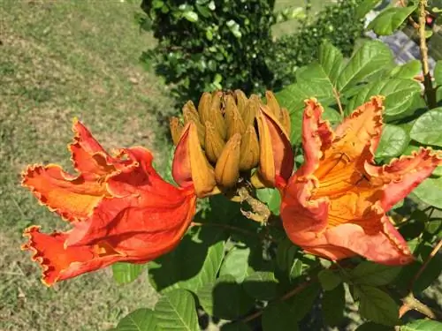 African-tulip-tree-hardy