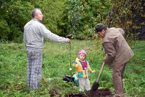 plantes d'arbres fruiters