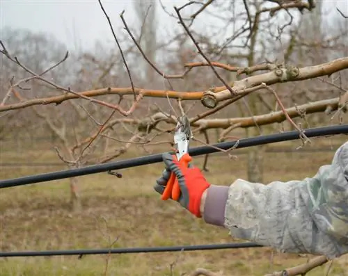 snoeien van fruitbomen