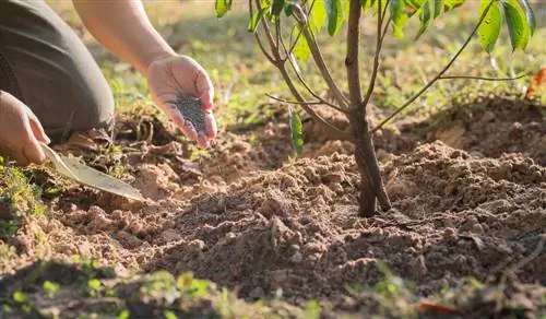 fertilizing fruit trees