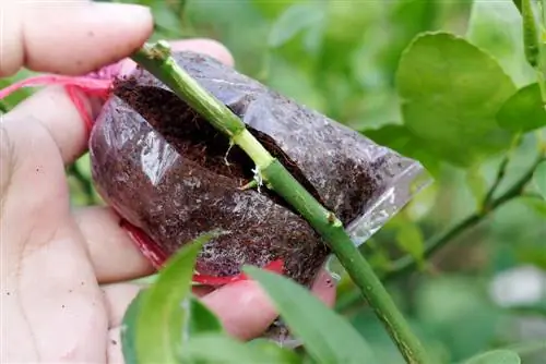 memurnikan pohon buah-buahan