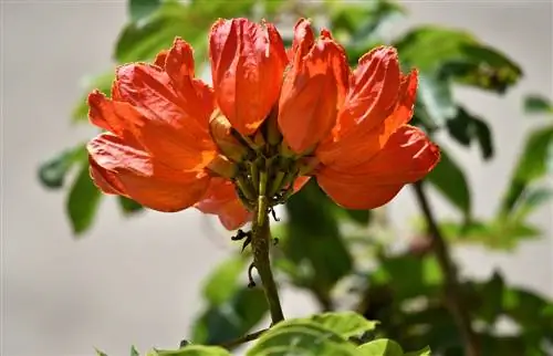 Afrikansk tulipantræ-bonsai: Sådan dyrkes det med succes