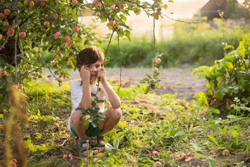 fruitboom-kleine tuin