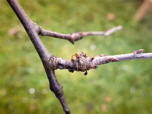 պտղատու ծառի քաղցկեղ