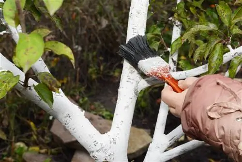 Fruitbomen bekalken: waarom het belangrijk is en hoe u het moet doen