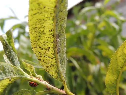 Des poux sur l'arbre fruitier ? Comment les reconnaître et les combattre