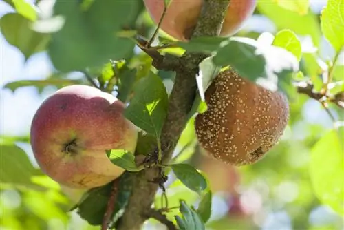 ziekten van fruitbomen