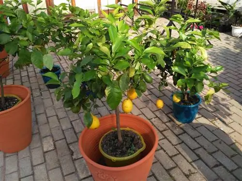 Árbol frutal en maceta: consejos para un cultivo exitoso en maceta