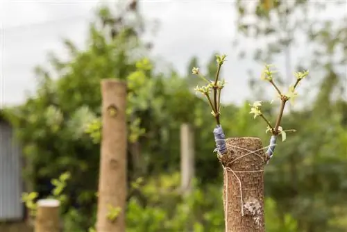 Inoculating fruit trees: Simple method for he althy trees