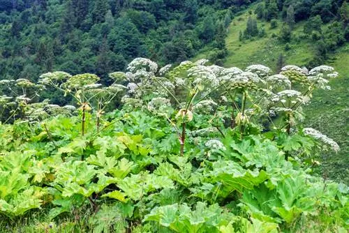 Hogweed në kopsht? Kjo është se si ta bëni atë në mënyrë korrekte