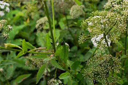 Các loại cây tương tự như cây hogweed