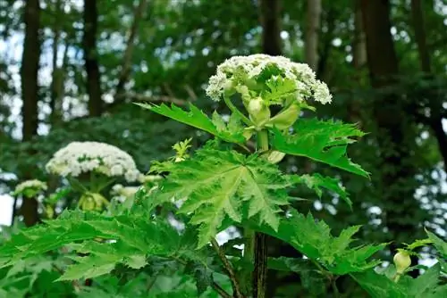 cây hogweed có độc