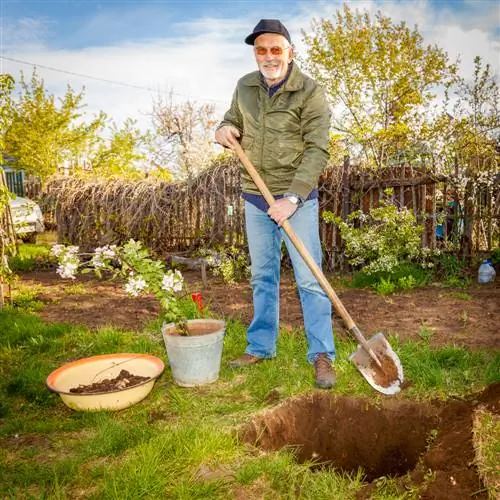 Fruitbomen verplanten: wanneer en hoe moet je dit goed doen